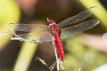 Urothemis aliena male (3 of 4)